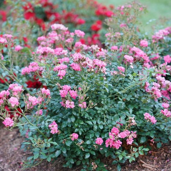 Proven Winners® Oso Easy® Double Pink Shrub Rose - Nature Hills Nursery - #2 Container - 