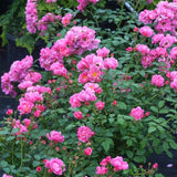 Proven Winners® Oso Easy® Double Pink Shrub Rose - Nature Hills Nursery - #2 Container - 