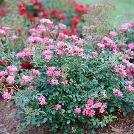 Proven Winners® Oso Easy® Double Pink Shrub Rose