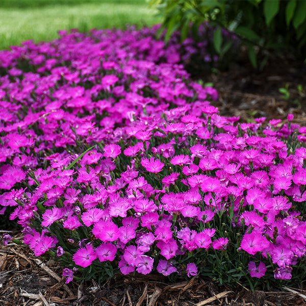 Paint The Town Fuchsia Dianthus (Dianthus x 'Paint the Town Fuchsia'), a perennial featuring pink flowers and perennial.