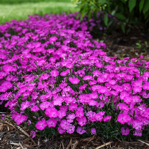 Paint The Town Fuchsia Dianthus (Dianthus x 'Paint the Town Fuchsia'), a perennial featuring pink flowers and perennial.