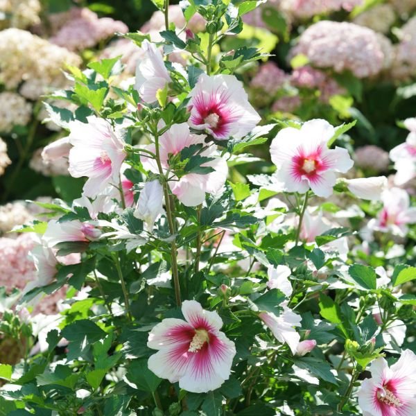 Proven Winners® Paraplu Pink Ink® Rose of Sharon