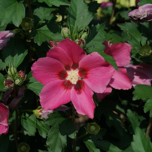 Proven Winners® Paraplu Rouge® Rose of Sharon - Nature Hills Nursery - #3 Container - 