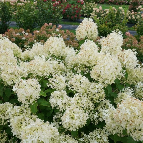 Proven Winners® Puffer Fish® Panicle Hydrangea - Nature Hills Nursery - #3 Container - 