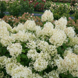Proven Winners® Puffer Fish® Panicle Hydrangea - Nature Hills Nursery - #3 Container - 