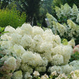 Proven Winners® Puffer Fish® Panicle Hydrangea - Nature Hills Nursery - #3 Container - 