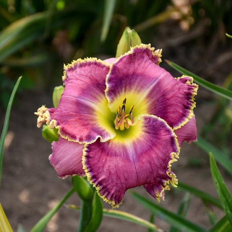 Proven Winners® Raspberry Eclipse Daylily - Perennial - Nature Hills Nursery - 1 Container - 