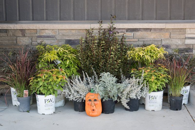 Proven Winners shrubs, ornamental grasses, and dusty miller pots arranged with a decorative Halloween pumpkin on a porch.