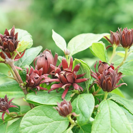 Proven Winners® Simply Scentsational® Sweetshrub - Bush - Nature Hills Nursery - 