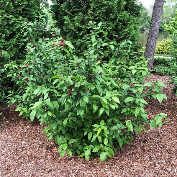 Proven Winners® Simply Scentsational® Sweetshrub - Bush - Nature Hills Nursery - 