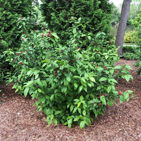 Proven Winners® Simply Scentsational® Sweetshrub - Bush - Nature Hills Nursery - 