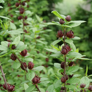 Proven Winners® Simply Scentsational® Sweetshrub - Bush - Nature Hills Nursery - 