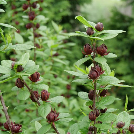 Proven Winners® Simply Scentsational® Sweetshrub - Bush - Nature Hills Nursery - 
