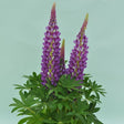 Proven Winners® Staircase™ Blue Lupine - Nature Hills Nursery - #2 Container - 