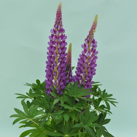 Proven Winners® Staircase™ Blue Lupine - Nature Hills Nursery - #2 Container - 
