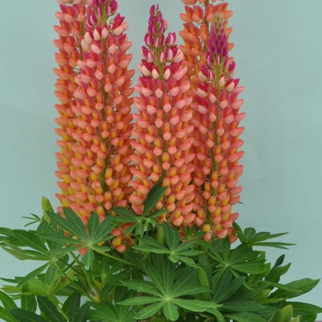 Proven Winners® Staircase™ Orange Lupine - Nature Hills Nursery - #2 Container - 