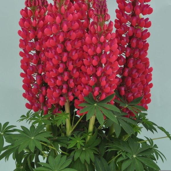 Proven Winners® Staircase™ Red Lupine - Nature Hills Nursery - #2 Container - 