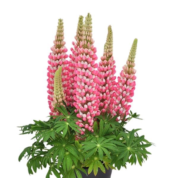 Proven Winners® Staircase™ Rose White Lupine - Nature Hills Nursery - #2 Container - 