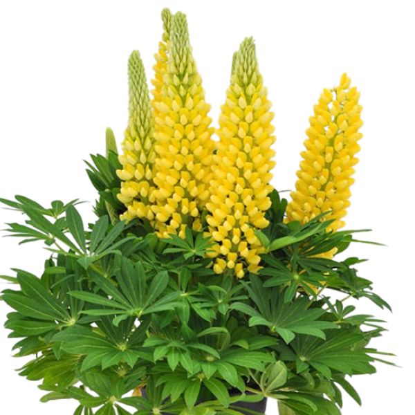 Proven Winners® Staircase™ Yellow Lupine - Nature Hills Nursery - #2 Container - 