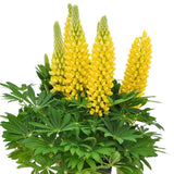 Proven Winners® Staircase™ Yellow Lupine - Nature Hills Nursery - #2 Container - 