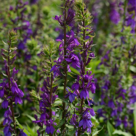 Proven Winners® Starship™ Blue Cardinal Flower