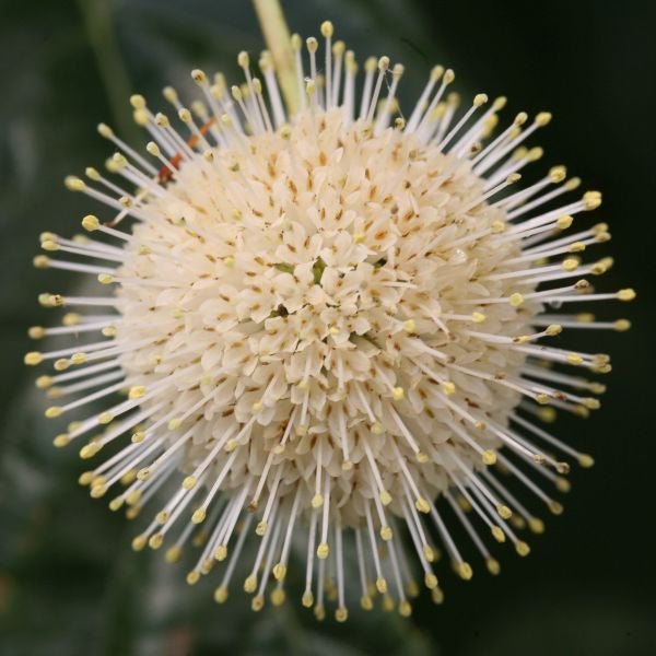 Sugar Shack Buttonbush (Cephalanthus)