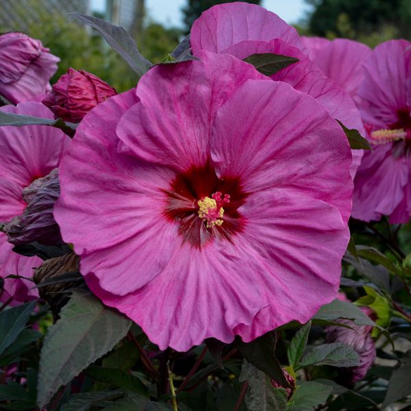 Proven Winners® Summerific® Berry Awesome Rose of Sharon - Nature Hills Nursery - #2 Container - 