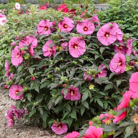 Proven Winners® Summerific® Berry Awesome Rose of Sharon