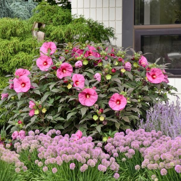 Summerific® Berry Awesome Rose of Sharon | Buy at NatureHills.com