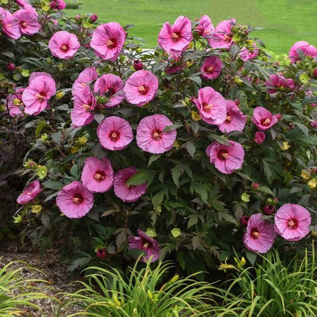 Proven Winners® Summerific® Berry Awesome Rose of Sharon