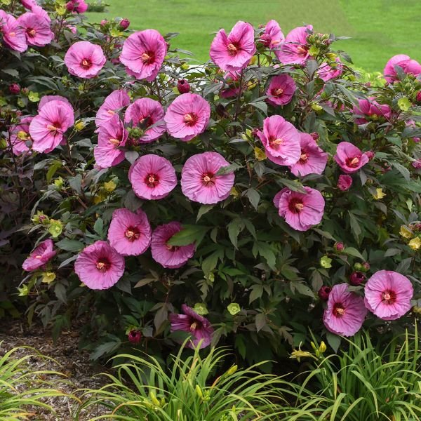 Summerific® Berry Awesome Rose of Sharon | Buy at NatureHills.com