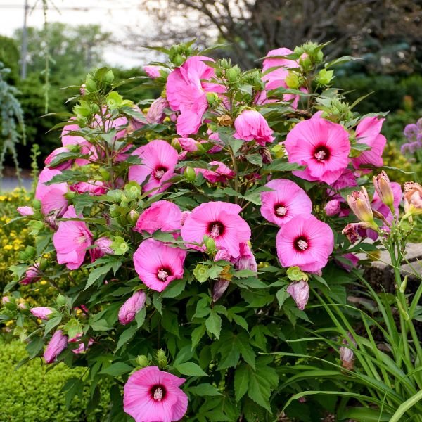 Proven Winners® Summerific® Candy Crush Rose of Sharon