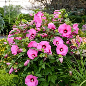 Proven Winners® Summerific® Candy Crush Rose of Sharon