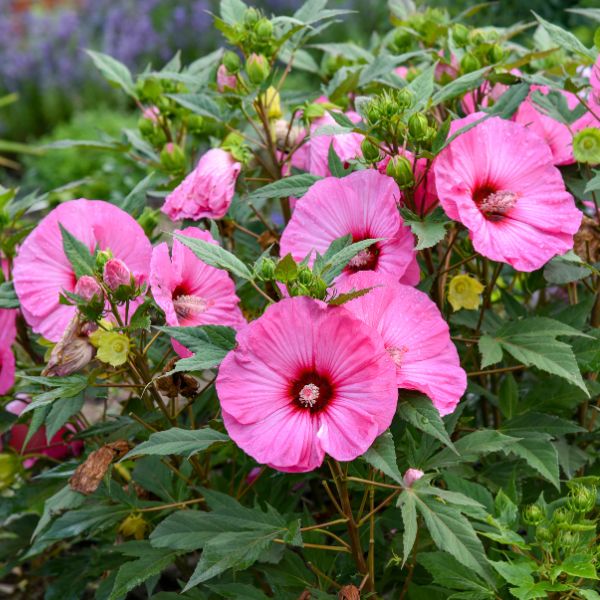 SOOR PLOOM 花柄オールインワン 4yr/104cm Summerific® Candy Crush Rose of Sharon | Buy at NatureHills.com