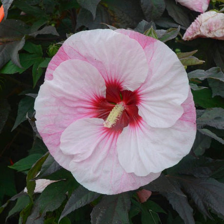 Proven Winners® Summerific® Perfect Storm Rose Mallow - Perennial - Nature Hills Nursery - 1 Container - 
