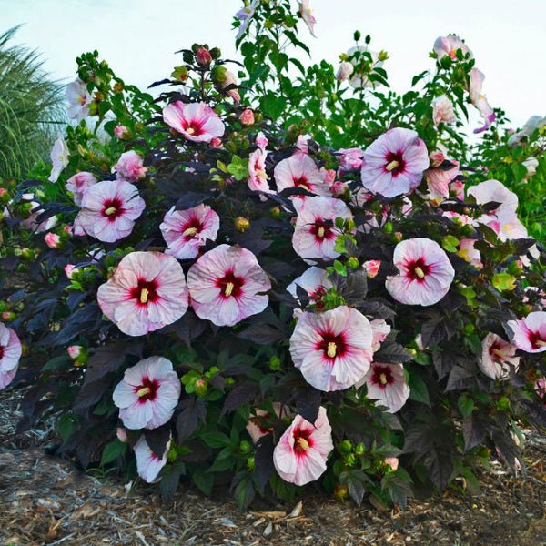 Proven Winners® Summerific® Perfect Storm Rose Mallow - Perennial - Nature Hills Nursery - 1 Container - 
