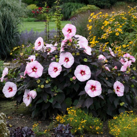 Proven Winners® Summerific® Perfect Storm Rose Mallow - Perennial - Nature Hills Nursery - 1 Container - 
