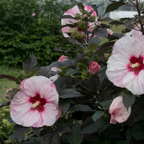 Proven Winners® Summerific® Perfect Storm Rose Mallow - Perennial - Nature Hills Nursery - 1 Container - 