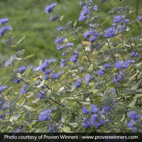 Sunshine Blue&reg; Bluebeard II
