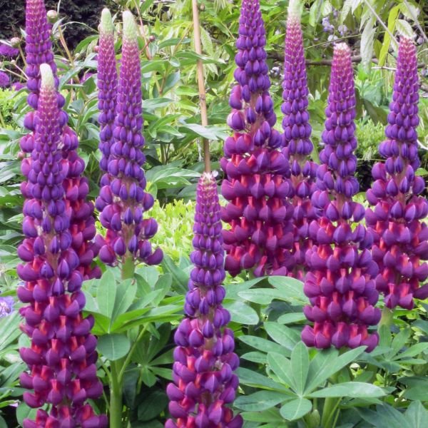 Proven Winners Westcountry Masterpiece Lupine