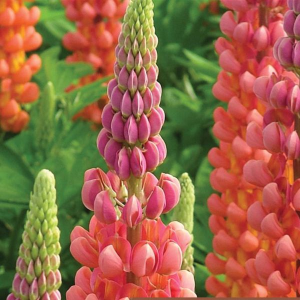 Lupin  Russell's Extra Choice Lupine Mix (Lupinus polyphyllus) – Annies