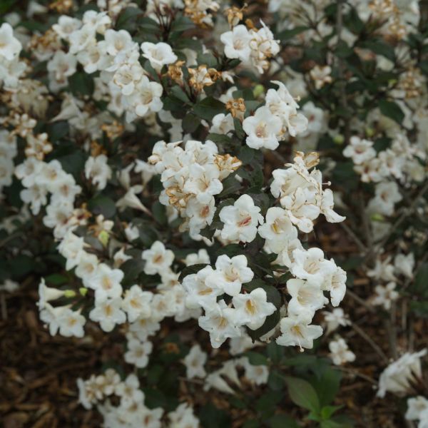 Proven Winners® Wine & Spirits® Weigela - Nature Hills Nursery - #3 Container 1 - 2 Feet - 