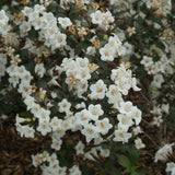 Proven Winners® Wine & Spirits® Weigela - Nature Hills Nursery - #3 Container 1 - 2 Feet - 