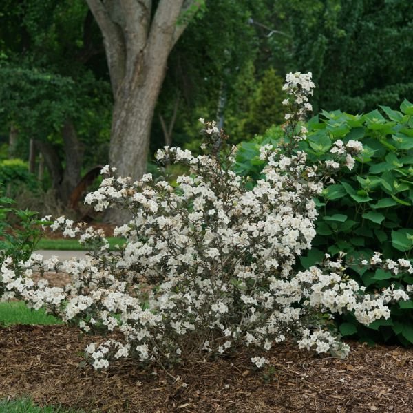Proven Winners® Wine & Spirits® Weigela - Nature Hills Nursery - #3 Container 1 - 2 Feet - 
