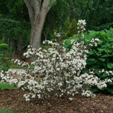 Proven Winners® Wine & Spirits® Weigela - Nature Hills Nursery - #3 Container 1 - 2 Feet - 