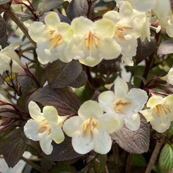 Proven Winners® Wine & Spirits® Weigela - Nature Hills Nursery - #3 Container 1 - 2 Feet - 