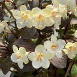Proven Winners® Wine & Spirits® Weigela - Nature Hills Nursery - #3 Container 1 - 2 Feet - 