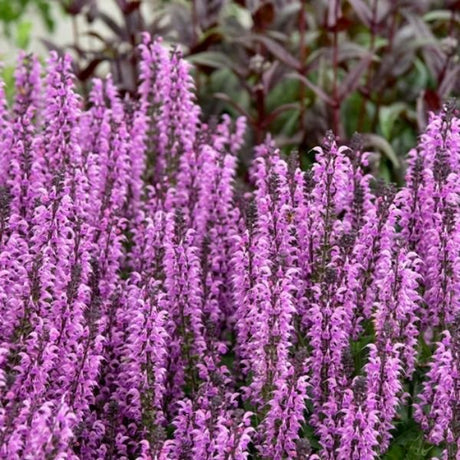 Proven Winners&reg; Color Spires&reg; Back to the Fuchsia Salvia - Nature Hills Nursery - Quart Container - 