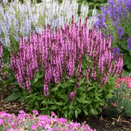 Proven Winners&reg; Color Spires&reg; Pink Profusion Salvia - Nature Hills Nursery - Quart Container - 