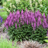 Proven Winners&reg; Color Spires&reg; Pink Profusion Salvia - Nature Hills Nursery - Quart Container - 